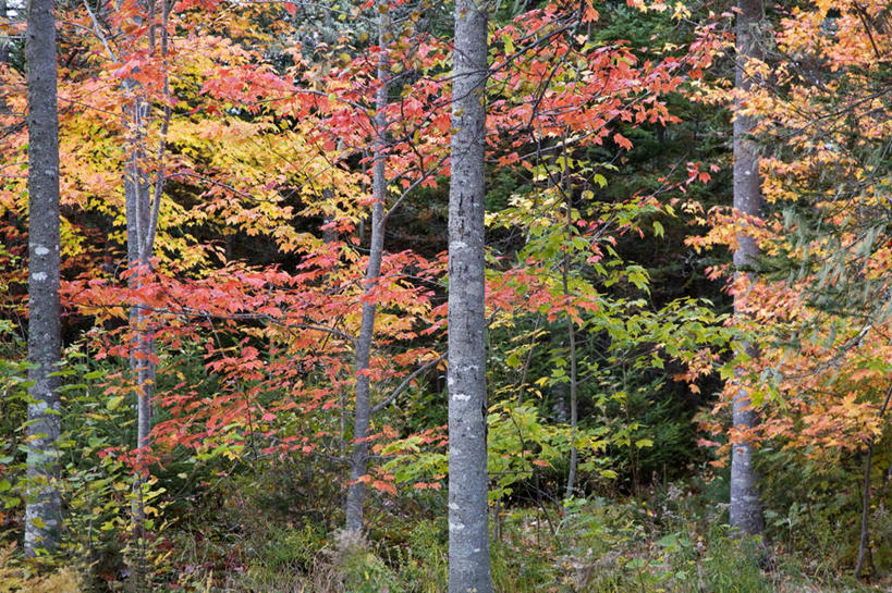 无人,横图,室外,白天,正面,旅游,度假,美景,森林,树林,植物,加拿大,景观,娱乐,树,树木,红色,绿色,自然,享受,休闲,景色,放松,生长,成长,北美,北美洲,自然风光,美洲,新斯科舍,北亚美利加洲,亚美利加洲,新斯科舍省,彩图