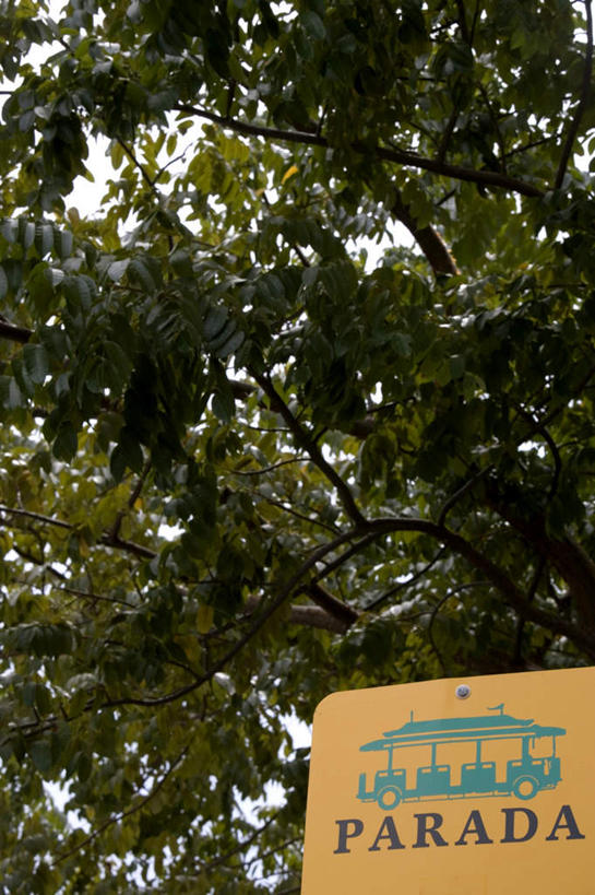 无人,竖图,室外,白天,仰视,旅游,度假,美景,植物,指示牌,阴影,光线,英文,标志,文字,影子,字符,字母,景观,娱乐,标识,树,树木,蓝色,绿色,蓝天,天空,阳光,自然,天,享受,休闲,景色,放松,生长,成长,英文字母,自然风光,彩图,低角度拍摄