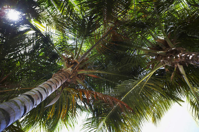 无人,横图,室外,白天,仰视,植物,棕榈树,叶子,朦胧,模糊,绿叶,树,树木,蓝色,绿色,蓝天,天空,自然,天,嫩叶,生长,晴朗,成长,北美,北美洲,美洲,棕榈叶,万里无云,北亚美利加洲,亚美利加洲,波多黎各,波多黎各自由邦,叶,叶片,晴空,晴空万里,彩图,低角度拍摄