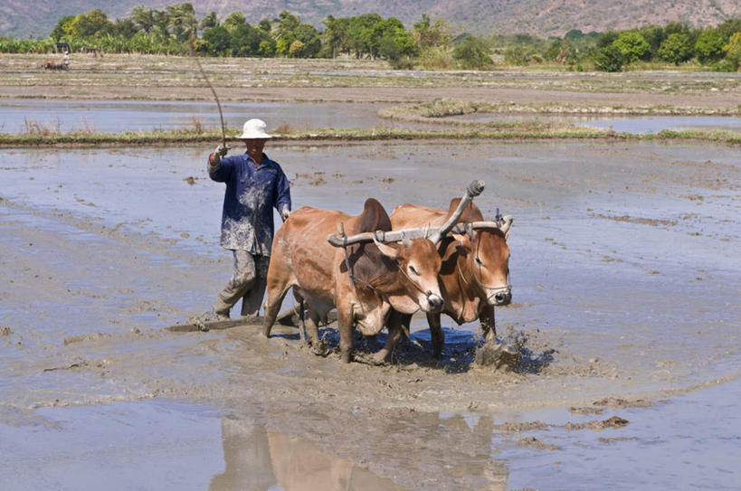 一个人,农田,走,横图,室外,白天,正面,旅游,度假,农业,庄稼,农作物,美景,牛,野生动物,帽子,越南,亚洲,仅一个男性,仅一个人,仅一个中年男性,握,阴影,服装,丰收,朦胧,模糊,光线,草帽,影子,稻田,景观,泥土,土壤,拿,拿着,注视,休闲装,娱乐,一个,衣服,阳光,自然,动物,观察,看,享受,休闲,休闲服,景色,放松,握着,服饰,东南亚,收获,单个,观看,察看,耕作,关注,自然风光,鞭子,凶猛,耕耘,越南社会主义共和国,一顶,残暴,凶残,男人,男性,中年男性,亚洲人,水牛,步行,走路,彩图,全身,耕地,庄稼田
