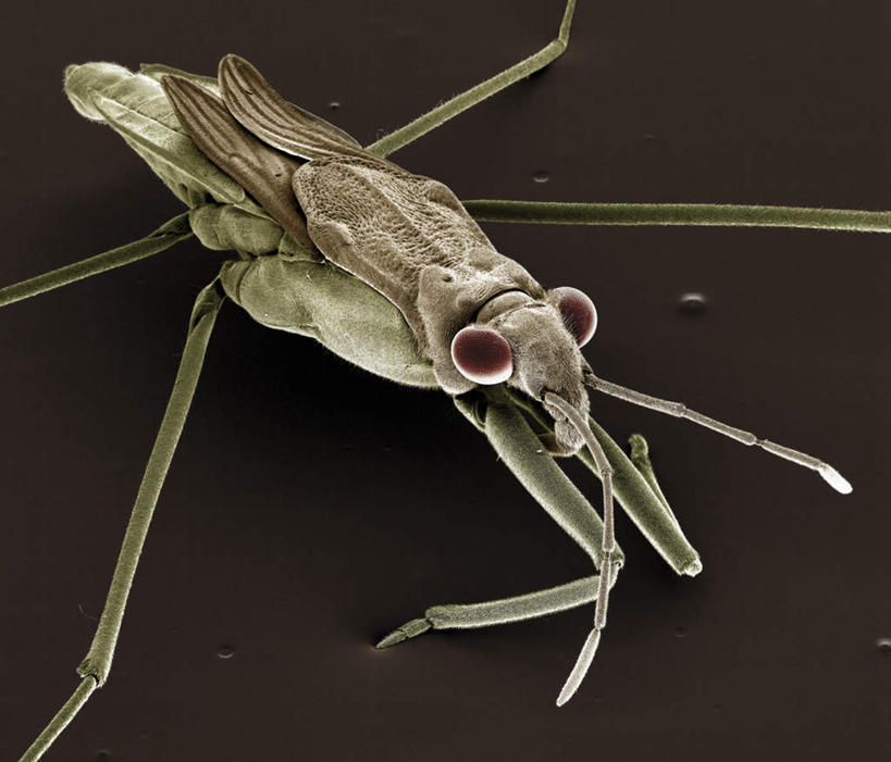 无人,横图,俯视,室内,特写,白天,仪器,黑色背景,检查,反射,分析,科学,昆虫,蜘蛛,显微镜,注视,一只,动物,观察,看,清晰,探索,放大,观看,仔细,透镜,察看,凸透镜,聚焦,八脚螅,关注,光学,害虫,清楚,波丝,水蜘蛛,银蜘蛛,彩图,高角度拍摄,全身