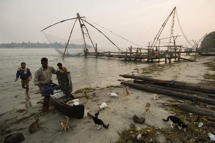 海鲜,手,伙伴,朋友,码头,站,吃,横图,室外,白天,正面,度假,友谊,合作,团队,海浪,海洋,美景,日落,植物,城市风光,城市,港口,船,宠物,猫,印度,亚洲,许多,握,阴影,服装,光线,鱼,木板,影子,景观,浪花,晚霞,霞光,落日,桥,木船,木桥,许多人,拿,拿着,注视,休闲装,娱乐,水产,鱼类,海洋生物,栈桥,树,树木,衣服,绿色,阳光,自然,海水,黄昏,动物,交通工具,观察,看,站着,一群人,享受,休闲,手部,休闲服,景色,彩霞,放松,可爱,战略,握着,服饰,生长,渔网,成长,观看,人行桥,木板桥,渔具,察看,舟,关注,抓捕,载具,水生动物,海产品,南亚,捕捞,鱼网,水生物,猫咪,海景,海底动物,喀拉拉邦,拉网,捕捞工具,印度共和国,联合,合谋,喂养,夕照,科钦,配合,协作,男人,男性,女人,女性,中年男性,中年女性,亚洲人,印度人,大海,风浪,海,海水的波动,近岸浪,涌浪,夕阳,嚼,食,站立,彩图,全身,摆渡口,埠头,渡口,渡头,港湾,海港,货运码头,口岸,商港,斜阳