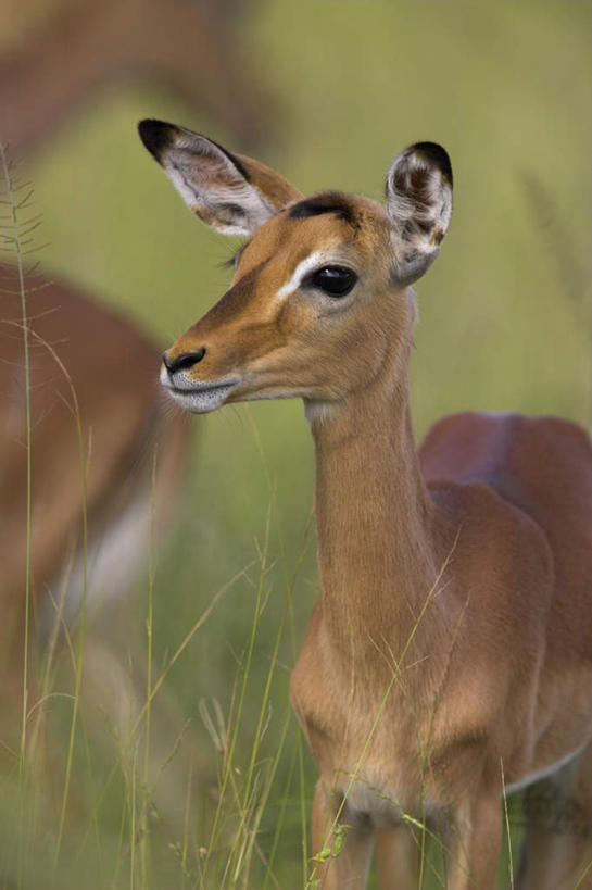 无人,动物园,站,竖图,室外,特写,白天,侧面,旅游,度假,草地,草坪,美景,植物,野生动物,羊,非洲,南非,阴影,朦胧,模糊,光线,羚羊,影子,景观,注视,娱乐,草,绿色,阳光,自然,动物,观察,看,站着,两只,享受,休闲,景色,放松,可爱,活泼,观看,察看,国家公园,关注,自然风光,黑斑羚,克鲁格国家公园,阿非利加洲,德兰士瓦省,南非共和国,斑羚,站立,半身,彩图