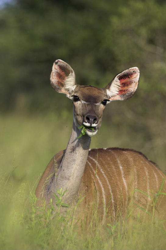无人,动物园,站,竖图,室外,白天,正面,旅游,度假,草地,草坪,美景,植物,野生动物,羊,非洲,南非,阴影,朦胧,模糊,光线,羚羊,影子,景观,注视,娱乐,草,树,树木,一只,绿色,阳光,自然,动物,观察,看,站着,享受,休闲,景色,放松,可爱,活泼,生长,成长,观看,察看,国家公园,关注,自然风光,黑斑羚,克鲁格国家公园,阿非利加洲,德兰士瓦省,南非共和国,斑羚,站立,彩图,全身