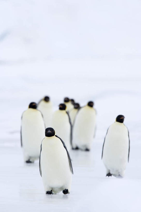 无人,站,竖图,俯视,室外,白天,旅游,度假,南极,美景,雪,大雪,企鹅,野生动物,一群,许多,阴影,光线,影子,积雪,景观,雪景,冬季,冬天,很多,注视,娱乐,阳光,自然,动物,观察,看,站着,享受,休闲,景色,放松,寒冷,可爱,活泼,观看,察看,关注,自然风光,南极洲,帝企鹅,严寒,皇帝企鹅,南极大陆,南极地区,南极区,南极圈,第七大陆,站立,彩图,高角度拍摄,全身