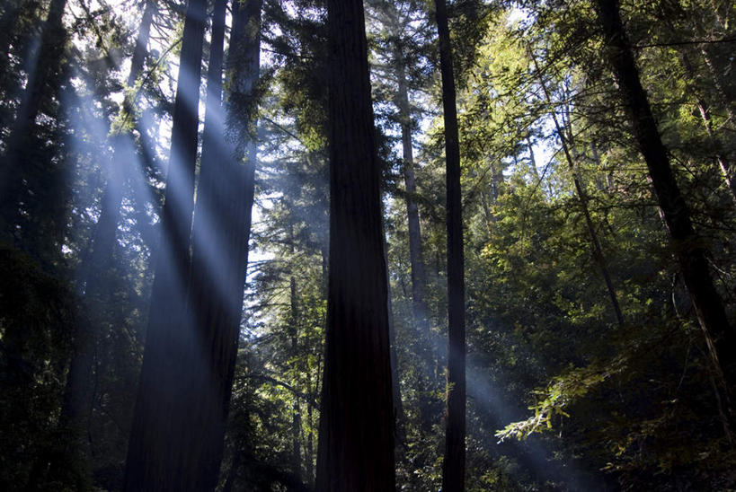 无人,横图,室外,白天,仰视,旅游,度假,美景,树林,植物,美国,阴影,生气,梦幻,发光,光束,光线,影子,景观,光亮,娱乐,树,树木,绿色,阳光,自然,享受,休闲,景色,放松,活力,茂盛,生长,成长,生机,繁茂,北美,北美洲,未来,发亮,加利福尼亚,自然风光,美洲,憧憬,加州,加利福尼亚州,金州,黄金州,北亚美利加洲,亚美利加洲,兴旺,昌盛,大苏尔,昌隆,畅旺,发达,蕃芜,繁盛,富强,隆盛,蓬勃,旺盛,兴隆,兴盛,郁勃,活气,彩图,低角度拍摄