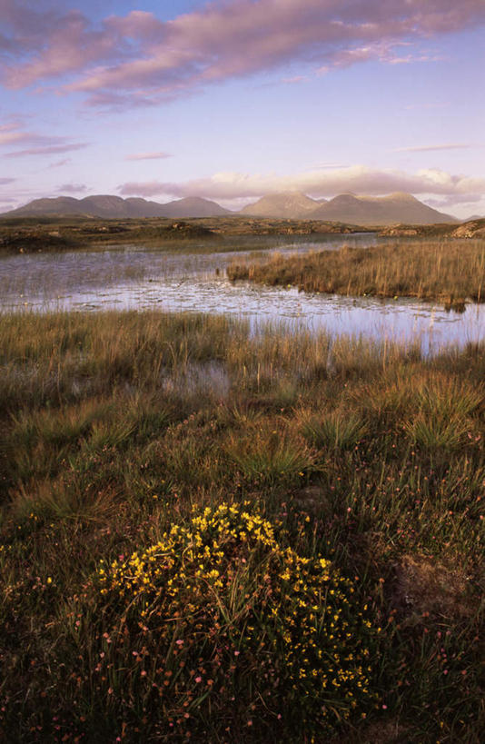 无人,竖图,室外,白天,正面,旅游,度假,草地,草坪,湖,湖泊,美景,山,山脉,水,植物,爱尔兰,欧洲,阴影,波纹,盛开,透明,光线,影子,湖面,景观,山峰,水流,水面,云,云朵,涟漪,山峦,辉煌,花蕾,云彩,娱乐,草,花,花瓣,花朵,鲜花,黄色,蓝色,绿色,白云,倒影,蓝天,水纹,天空,阳光,自然,波浪,湖水,群山,天,花苞,花蕊,享受,休闲,健康,景色,放松,活泼,晴朗,希望,暖色,连绵,倒映,绵延,西欧,自然风光,光辉,爱尔兰共和国,水晕,光明,功名,轻快,绵亘,反照,康尼马拉,晴空,彩图