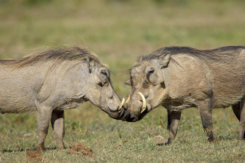 无人,公园,站,横图,室外,白天,侧面,旅游,度假,草地,草原,美景,植物,野生动物,疣猪,非洲,南非,阴影,光线,影子,景观,旷野,注视,娱乐,相视,草,绿色,阳光,自然,动物,观察,看,站着,享受,休闲,面对面,景色,放松,观看,对视,打架,察看,国家公园,关注,自然风光,原野,打斗,相对,凶猛,相看,阿非利加洲,南非共和国,阿多大象国家公园,开普省,残暴,凶残,站立,半身,彩图