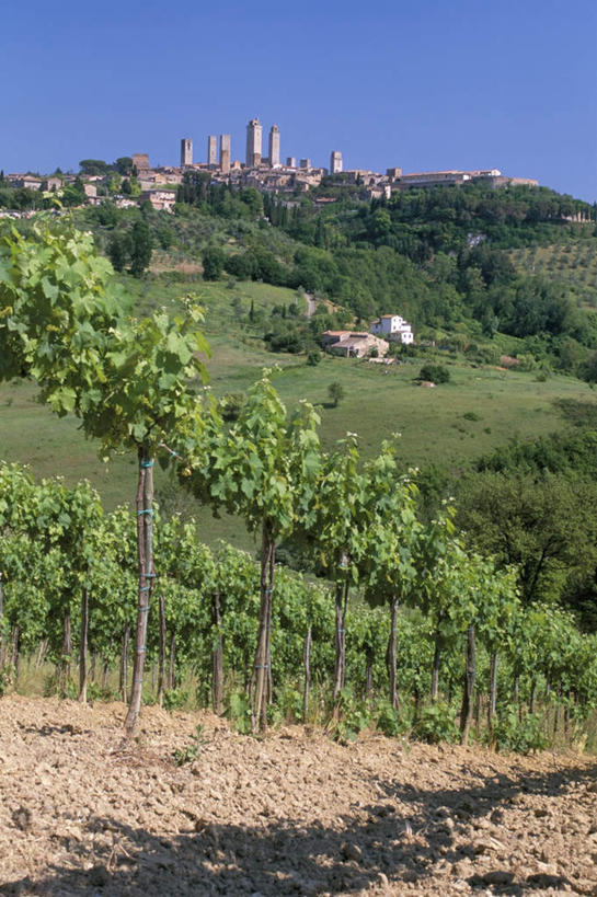 无人,家,果园,农场,竖图,室外,白天,正面,度假,畜牧业,牧场,草地,草坪,美景,田园,植物,城市风光,城市,意大利,欧洲,阴影,光线,影子,房屋,屋子,景观,娱乐,楼房,葡萄园,住宅,草,树,树木,蓝色,绿色,蓝天,天空,阳光,自然,庄园,天,享受,休闲,景色,放松,生长,晴朗,成长,葡萄藤,托斯卡纳,南欧,畜牧,万里无云,意大利共和国,牧业,托斯卡纳大区,晴空,晴空万里,彩图,房子