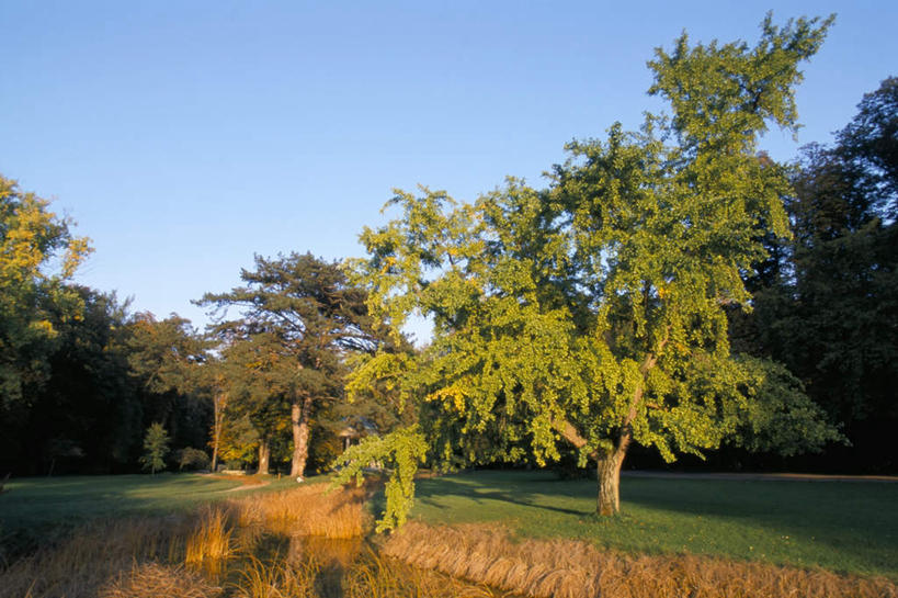 无人,横图,室外,白天,正面,旅游,度假,草地,草坪,植物,标志建筑,地标,建筑,法国,欧洲,阴影,光线,影子,娱乐,建设,草,树,树木,蓝色,绿色,蓝天,天空,阳光,自然,天,享受,休闲,旅游胜地,放松,生长,晴朗,成长,万里无云,法兰西共和国,凡尔赛,法兰西第五共和国,法兰西岛,伊夫林省,法兰西岛大区,晴空,晴空万里,彩图