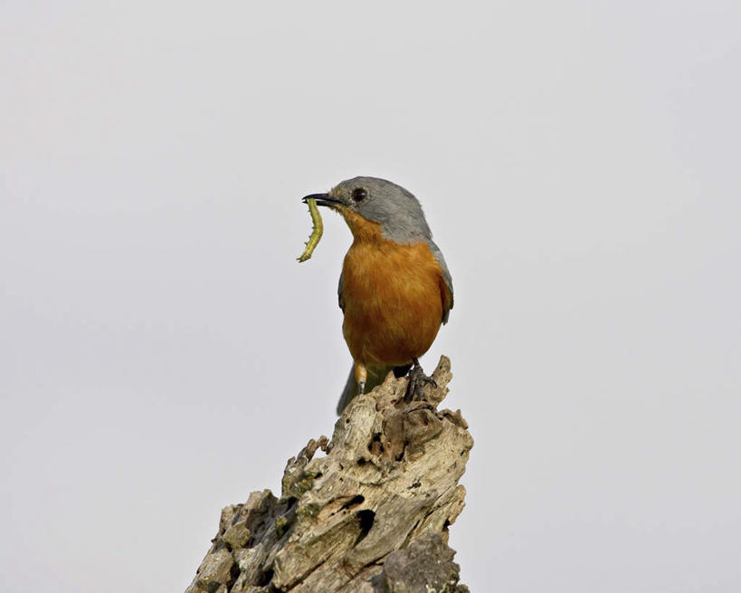 无人,站,横图,室外,特写,白天,仰视,旅游,度假,美景,鸟,非洲,坦桑尼亚,咬,阴影,光线,鸟类,影子,景观,树桩,扭头,注视,娱乐,树,树干,一只,阳光,自然,观察,看,站着,转头,享受,休闲,木桩,景色,放松,观看,灌木,咬着,察看,关注,自然风光,东非,坦桑尼亚联合共和国,青虫,尺蠖,站立,彩图,低角度拍摄,全身