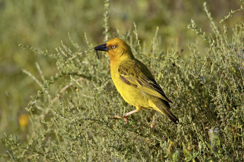 无人,站,横图,室外,白天,侧面,旅游,度假,美景,植物,鸟,非洲,南非,阴影,光线,鸟类,影子,景观,枝条,注视,娱乐,树,树木,树枝,一只,阳光,自然,观察,看,站着,享受,休闲,景色,放松,观看,察看,关注,自然风光,阿非利加洲,南非共和国,东开普省,虬枝,枝杈,织巢鸟,站立,彩图,全身