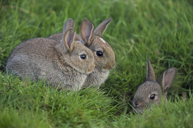 无人,站,横图,俯视,室外,特写,白天,旅游,度假,草地,草坪,美景,植物,哺乳动物,英国,欧洲,三只,阴影,朦胧,模糊,光线,兔子,影子,景观,注视,娱乐,英格兰,草,绿色,阳光,自然,动物,观察,看,站着,享受,休闲,景色,放松,观看,兔,察看,西欧,关注,自然风光,大不列颠,大不列颠及北爱尔兰联合王国,大不列颠联合王国,日不落英帝国,英吉利,达勒姆,达勒姆郡,站立,彩图,高角度拍摄,全身