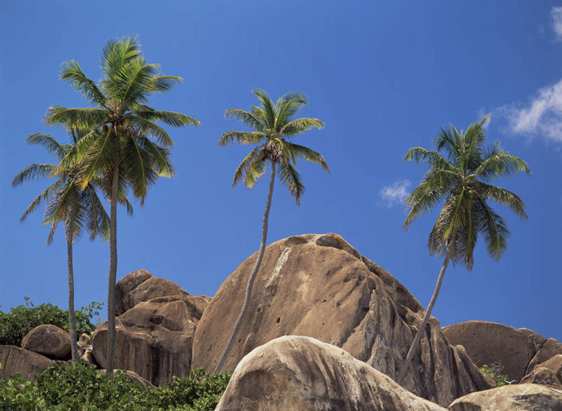 无人,横图,室外,白天,仰视,旅游,度假,石头,美景,植物,棕榈树,叶子,加勒比海,阴影,光线,石子,影子,景观,云,云朵,绿叶,云彩,娱乐,树,树木,蓝色,绿色,白云,蓝天,天空,阳光,自然,天,享受,休闲,嫩叶,景色,南美,放松,生长,晴朗,成长,南美洲,拉丁美洲,自然风光,美洲,棕榈叶,英属维尔京群岛,维京群岛,亚美利加洲,南亚美利加洲,维尔京戈尔达岛,英属处女群岛,叶,叶片,石块,岩石,晴空,彩图,低角度拍摄