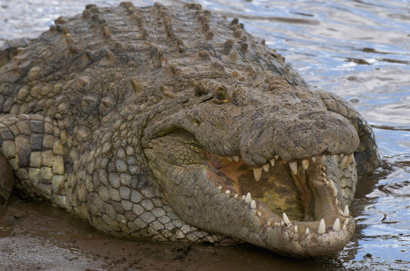 牙齿,无人,横图,室外,特写,白天,正面,旅游,度假,河流,美景,水,鳄鱼,野生动物,非洲,肯尼亚,阴影,光线,影子,河水,景观,水流,注视,娱乐,一只,倒影,阳光,自然,动物,观察,看,趴着,张嘴,享受,休闲,景色,放松,观看,察看,倒映,国家公园,关注,自然风光,凶猛,张大嘴巴,尼罗鳄,阿非利加洲,肯尼亚共和国,马赛马拉国家公园,反照,非洲鳄,残暴,凶残,齿,牙,牙龈,张开嘴,趴,半身,彩图