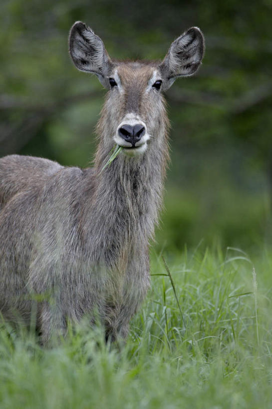 脸,头,脸颊,腿部,脚,脚趾,脚趾甲,腿,无人,站,竖图,室外,特写,白天,侧面,旅游,度假,草地,草坪,美景,植物,野生动物,羊,非洲,南非,阴影,光线,羚羊,影子,景观,注视,娱乐,肩膀,草,一只,绿色,阳光,自然,动物,观察,看,站着,享受,休闲,景色,放松,可爱,活泼,观看,察看,关注,自然风光,水羚,阿非利加洲,南非共和国,头部,脚指甲,脸部,脸蛋,面部,站立,半身,彩图