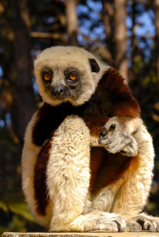 无人,坐,竖图,室外,白天,正面,旅游,度假,美景,植物,哺乳动物,猴,野生动物,猴子,非洲,马达加斯加,阴影,光线,影子,景观,注视,娱乐,树,树木,一只,绿色,阳光,自然,动物,观察,看,享受,休闲,景色,放松,可爱,活泼,生长,成长,观看,察看,关注,自然风光,狐猴,马达加斯加共和国,大狐猴,冕狐猴,原狐猴,坐着,彩图,全身