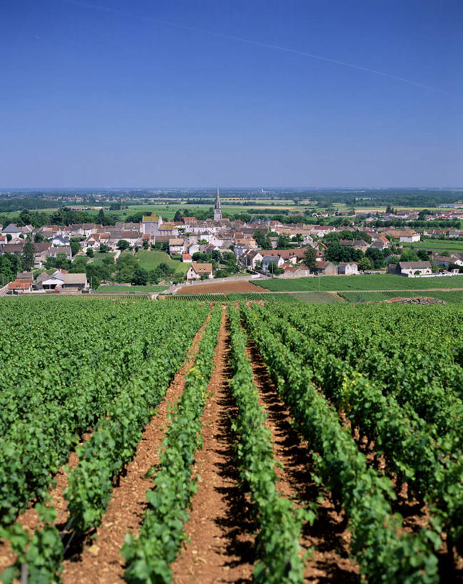 无人,家,果园,竖图,俯视,室外,白天,旅游,度假,美景,田园,法国,欧洲,一排,许多,阴影,整齐,光线,影子,房屋,屋子,景观,很多,娱乐,楼房,葡萄园,住宅,排列,蓝色,绿色,蓝天,天空,阳光,自然,庄园,天,享受,休闲,景色,放松,晴朗,勃艮第,队列,自然风光,万里无云,法兰西共和国,法兰西第五共和国,勃艮第大区,晴空,晴空万里,彩图,高角度拍摄,房子