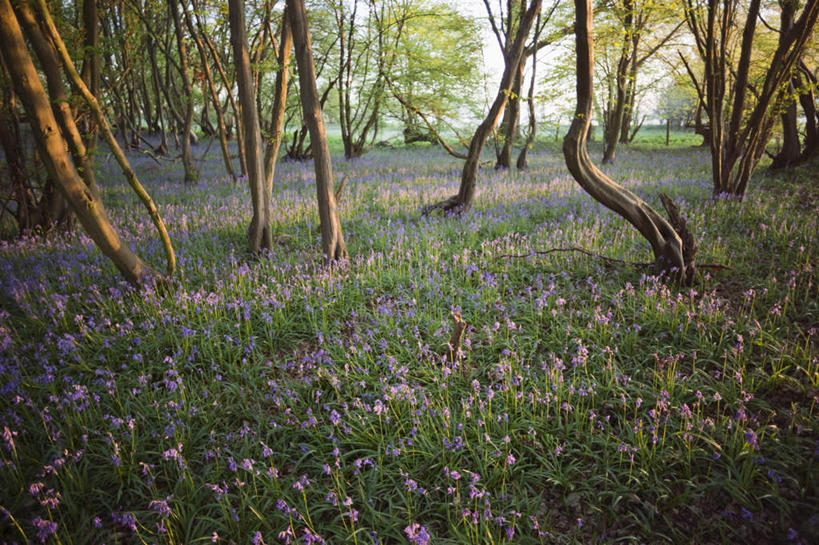 无人,横图,俯视,室外,白天,爱情,旅游,度假,花海,花圃,美景,森林,树林,植物,风信子,叶子,英国,欧洲,阴影,盛开,光线,影子,景观,花蕾,娱乐,花,花瓣,花朵,花卉,鲜花,树,树木,绿色,阳光,自然,花丛,花束,花田,花苞,花蕊,享受,休闲,景色,放松,生长,成长,悲伤,喜悦,西欧,自然风光,怀念,大不列颠,大不列颠及北爱尔兰联合王国,肯特郡,悲哀,大不列颠联合王国,日不落英帝国,彩图,高角度拍摄