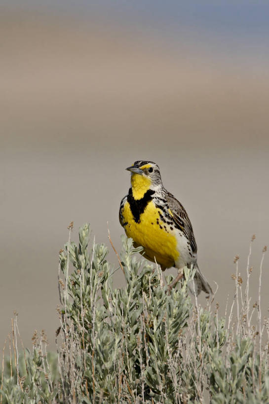 无人,公园,站,竖图,室外,白天,正面,旅游,度假,草地,美景,植物,鸟,野生动物,美国,阴影,朦胧,模糊,光线,鸟类,影子,景观,注视,娱乐,草,一只,黄色,绿色,阳光,自然,动物,观察,看,站着,享受,休闲,景色,放松,可爱,活泼,观看,察看,北美,北美洲,国家公园,犹他州,关注,自然风光,美洲,草地鹨,北亚美利加洲,亚美利加洲,犹他,蜂窝之州,蜂房州,羚羊岛州立公园,站立,彩图,全身