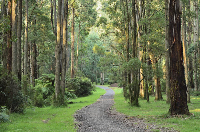 无人,公园,横图,室外,白天,正面,旅游,度假,草地,草坪,美景,森林,植物,道路,路,公路,澳大利亚,许多,阴影,光线,影子,景观,交通,很多,娱乐,草,树,树木,绿色,阳光,自然,享受,休闲,景色,放松,生长,成长,国家公园,自然风光,大洋洲,澳洲,墨尔本,南方大陆,首府,澳大利亚联邦,维多利亚,维多利亚州,新金山,丹顿农山脉国家公园,马路,彩图