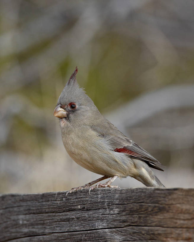 无人,竖图,室外,特写,白天,正面,旅游,度假,美景,植物,鸟,美国,阴影,朦胧,模糊,光线,鸟类,影子,景观,枝条,注视,停留,娱乐,树,树木,树枝,一只,阳光,自然,观察,看,享受,休闲,景色,放松,观看,停止,察看,北美,北美洲,关注,自然风光,美洲,红衣主教鸟,新墨西哥,主红雀,新墨西哥州,北亚美利加洲,亚美利加洲,迷人之地,迷人之州,红衣主教蜡嘴鸟,主教鸟,逗留,停顿,虬枝,枝杈,彩图,全身