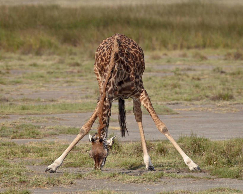 无人,公园,站,横图,室外,白天,正面,草地,草坪,美景,植物,哺乳动物,长颈鹿,野生动物,非洲,坦桑尼亚,喝,阴影,光线,影子,景观,草,绿色,阳光,自然,动物,低头,站着,景色,活泼,国家公园,自然风光,垂头,东非,塞伦盖蒂国家公园,坦桑尼亚联合共和国,马赛长颈鹿,站立,彩图,全身