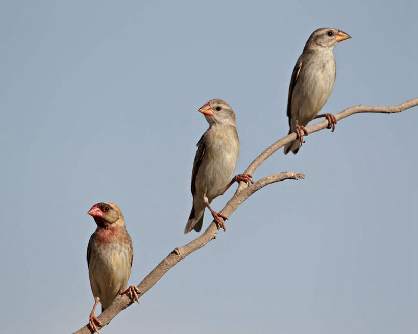 无人,站,横图,室外,特写,白天,仰视,旅游,度假,美景,植物,鸟,非洲,三只,阴影,朦胧,模糊,光线,鸟类,影子,景观,枝条,注视,停留,娱乐,树,树木,树枝,蓝色,蓝天,天空,阳光,自然,天,观察,看,站着,享受,休闲,景色,放松,晴朗,观看,停止,察看,关注,自然风光,万里无云,阿非利加洲,逗留,停顿,虬枝,枝杈,织巢鸟,卡格拉格帝边境公园,卡格拉格帝跨国境公园,卡格拉格帝越界公园,晴空,晴空万里,站立,彩图,低角度拍摄,全身