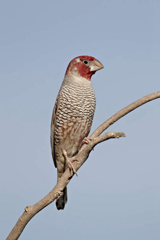 无人,站,竖图,室外,特写,白天,仰视,旅游,度假,美景,植物,鸟,非洲,阴影,朦胧,模糊,光线,鸟类,影子,景观,枝条,注视,停留,娱乐,树,树木,树枝,一只,蓝色,蓝天,天空,阳光,自然,天,观察,看,站着,享受,休闲,景色,放松,晴朗,观看,停止,察看,关注,自然风光,万里无云,阿非利加洲,逗留,停顿,虬枝,枝杈,织巢鸟,卡格拉格帝边境公园,卡格拉格帝跨国境公园,卡格拉格帝越界公园,晴空,晴空万里,站立,彩图,低角度拍摄,全身