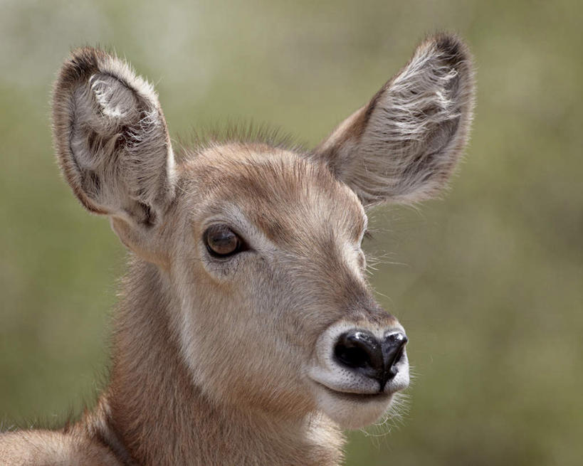 脸,头,脸颊,无人,动物园,横图,室外,特写,白天,正面,美景,野生动物,羊,非洲,南非,阴影,朦胧,模糊,光线,羚羊,影子,景观,注视,一只,阳光,自然,动物,观察,看,景色,可爱,活泼,观看,察看,国家公园,关注,自然风光,克鲁格国家公园,水羚,阿非利加洲,德兰士瓦省,南非共和国,头部,脸部,脸蛋,面部,半身,彩图
