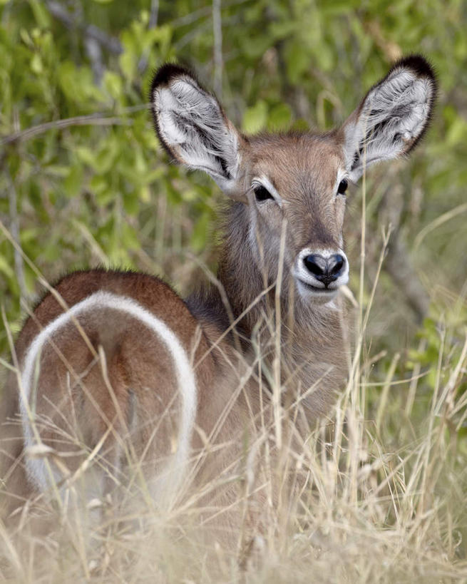 无人,动物园,站,竖图,室外,特写,白天,侧面,旅游,度假,草地,草坪,美景,植物,野生动物,羊,非洲,南非,阴影,朦胧,模糊,光线,羚羊,影子,景观,注视,娱乐,草,一只,绿色,阳光,自然,动物,观察,看,站着,享受,休闲,景色,放松,可爱,活泼,观看,察看,国家公园,关注,自然风光,克鲁格国家公园,水羚,阿非利加洲,德兰士瓦省,南非共和国,站立,半身,彩图