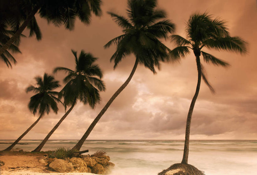 无人,横图,室外,白天,正面,旅游,度假,海浪,海洋,美景,日落,沙滩,植物,棕榈树,叶子,巴巴多斯,阴影,光线,沙子,影子,海岸,景观,浪花,水平线,晚霞,霞光,落日,辽阔,绿叶,海平线,沙地,首都,娱乐,树,树木,绿色,阳光,自然,海水,黄昏,享受,休闲,广阔,嫩叶,景色,彩霞,放松,生长,成长,一望无际,北美,北美洲,自然风光,美洲,海景,棕榈叶,北亚美利加洲,亚美利加洲,无边无际,一马平川,夕照,巴巴多斯共和国,布里奇敦,布里奇顿,布里奇顿市,叶,叶片,大海,风浪,海,海水的波动,海滩,近岸浪,涌浪,夕阳,彩图,水天相接,水天一线,斜阳