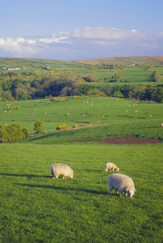 无人,家,农田,站,吃,竖图,俯视,航拍,室外,白天,旅游,度假,庄稼,农作物,草地,草坪,山,山脉,植物,羊,英国,欧洲,北爱尔兰,许多,阴影,光线,影子,房屋,屋子,山峰,云,云朵,山峦,很多,云彩,娱乐,楼房,住宅,草,树,树木,蓝色,绿色,白云,蓝天,天空,自然,动物,群山,天,站着,享受,休闲,家畜,放松,牲畜,生长,晴朗,成长,西欧,鸟瞰,大不列颠,大不列颠及北爱尔兰联合王国,大不列颠联合王国,日不落英帝国,安特里姆郡,晴空,绵羊,嚼,食,站立,彩图,高角度拍摄,全身,耕地,庄稼田,房子