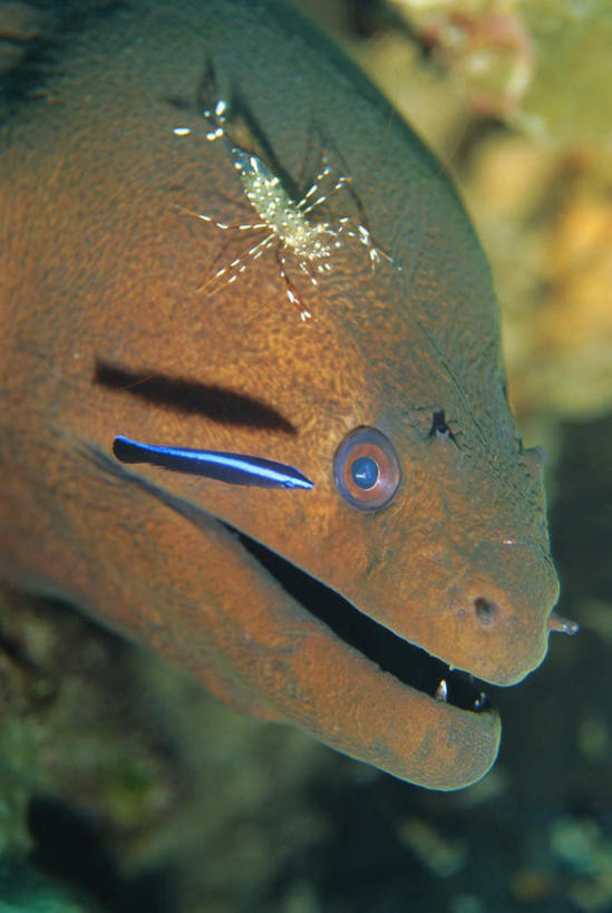 游泳,海鲜,鳗鱼,无人,竖图,室外,特写,白天,正面,旅游,度假,海浪,海洋,美景,鳗鲡,泰国,亚洲,鱼,景观,浪花,注视,娱乐,水产,鱼类,普吉岛,海洋生物,自然,海水,观察,看,享受,休闲,景色,放松,东南亚,三条,观看,察看,关注,自然风光,水生动物,海产品,水生物,海景,河鳗,海底动物,泰王国,白鳗,青鳝,风馒,泅水,普吉,拍浮,大海,风浪,海,海水的波动,近岸浪,涌浪,白鳝,半身,彩图,斯米兰群岛