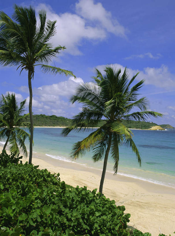 无人,竖图,室外,白天,正面,旅游,度假,海浪,海洋,美景,沙滩,植物,棕榈树,叶子,阴影,光线,沙子,影子,海岸,景观,浪花,水平线,云,云朵,辽阔,绿叶,海平线,沙地,云彩,娱乐,树,树木,蓝色,绿色,白云,蓝天,天空,阳光,自然,海水,天,享受,休闲,广阔,嫩叶,景色,放松,生长,晴朗,成长,一望无际,北美,北美洲,自然风光,美洲,海景,棕榈叶,北亚美利加洲,亚美利加洲,无边无际,一马平川,安提瓜岛,巴布达,巴布达岛,安提瓜,杜尔西纳岛,叶,叶片,大海,风浪,海,海水的波动,海滩,近岸浪,涌浪,晴空,彩图,水天相接,水天一线