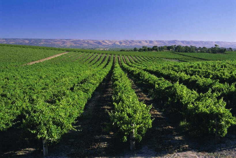 无人,果园,横图,室外,白天,正面,旅游,度假,美景,田园,澳大利亚,一排,阴影,整齐,并列,并排,光线,影子,地平线,景观,辽阔,地面,娱乐,葡萄园,架子,排列,蓝色,蓝天,天空,阳光,自然,庄园,天,享受,休闲,广阔,景色,放松,晴朗,一望无际,支撑,固定,队列,自然风光,延伸,大洋洲,澳洲,平行,葡萄架,万里无云,南方大陆,天地相交,澳大利亚联邦,南澳大利亚,南澳大利亚州,无边无际,一马平川,晴空,晴空万里,彩图