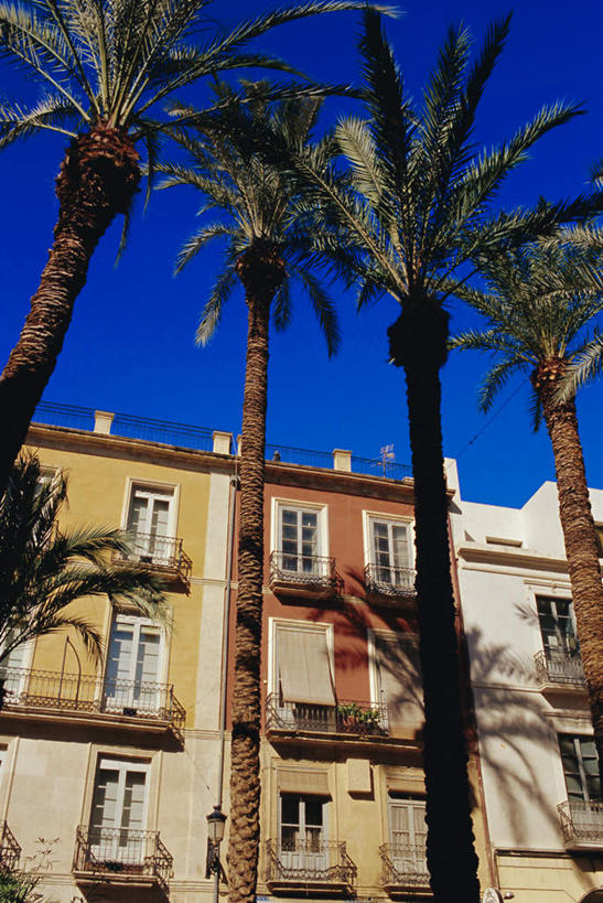 无人,家,竖图,室外,白天,仰视,度假,美景,植物,城市风光,城市,棕榈树,叶子,西班牙,欧洲,一排,阴影,整齐,光线,影子,房屋,屋子,景观,公寓,绿叶,娱乐,洋房,楼房,住宅,树,树木,排列,蓝色,绿色,蓝天,天空,阳光,自然,天,享受,休闲,嫩叶,景色,放松,生长,晴朗,成长,队列,南欧,棕榈叶,万里无云,西班牙王国,阿利坎特,阿利坎特省,叶,叶片,晴空,晴空万里,彩图,低角度拍摄,房子