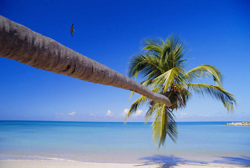 无人,横图,室外,白天,正面,旅游,度假,海浪,海洋,美景,沙滩,植物,棕榈树,叶子,阴影,光线,沙子,影子,海岸,景观,浪花,水平线,云,云朵,辽阔,绿叶,海平线,沙地,云彩,娱乐,树,树木,蓝色,绿色,白云,蓝天,天空,阳光,自然,海水,天,享受,休闲,广阔,嫩叶,景色,放松,生长,晴朗,成长,一望无际,北美,北美洲,自然风光,美洲,海景,棕榈叶,北亚美利加洲,亚美利加洲,无边无际,一马平川,安提瓜岛,巴布达,巴布达岛,安提瓜,杜尔西纳岛,叶,叶片,大海,风浪,海,海水的波动,海滩,近岸浪,涌浪,晴空,彩图,水天相接,水天一线