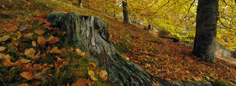 无人,横图,室外,白天,正面,旅游,度假,美景,植物,叶子,英国,欧洲,阴影,光线,影子,景观,枯叶,落叶,枝条,娱乐,树,树木,树枝,绿色,阳光,自然,享受,休闲,景色,放松,生长,成长,西欧,自然风光,大不列颠,山毛榉,大不列颠及北爱尔兰联合王国,肯特郡,麻栎金刚,山毛榉树,大不列颠联合王国,日不落英帝国,虬枝,枝杈,叶,叶片,彩图