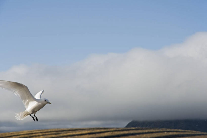 无人,吃,横图,室外,白天,留白,北极,雾,全球变暖,海鸟,海鸥,野生动物,挪威,漂浮,食品,自然,动物,摄影,鲸,死亡,生物学,殒命,灭亡,喂养,斯瓦尔巴德群岛,濒危物种,长须鲸,群岛,彩图,弱点