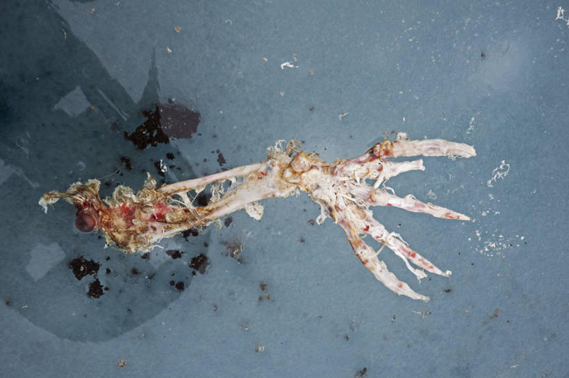 无人,横图,室外,白天,北极,全球变暖,哺乳动物,海豹,野生动物,挪威,捕食,冰,骨头,自然,动物,浮冰,摄影,气象,脚蹼,死亡,生物学,气候,殒命,灭亡,斯瓦尔巴德群岛,群岛,彩图,冰架