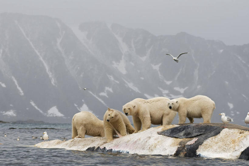无人,吃,横图,室外,白天,北极,全球变暖,北极熊,哺乳动物,海鸥,野生动物,熊,挪威,漂浮,食品,小熊,自然,动物,摄影,鲸,死亡,生物学,幼兽,殒命,灭亡,喂养,斯瓦尔巴德群岛,濒危物种,长须鲸,群岛,彩图,弱点