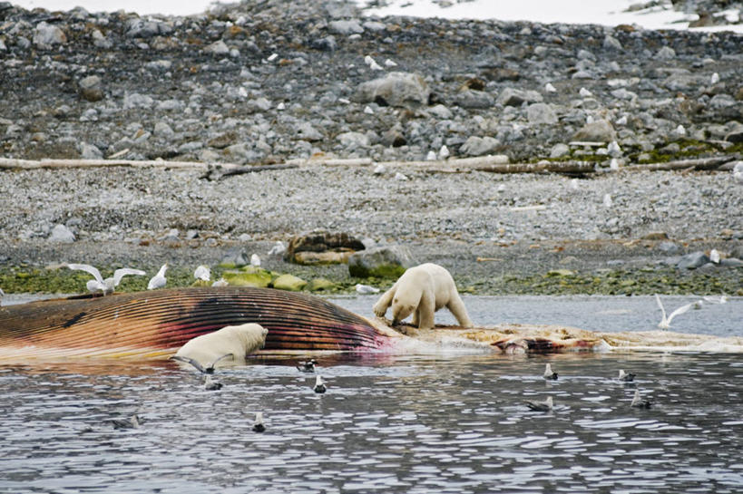 无人,吃,横图,室外,白天,北极,全球变暖,北极熊,哺乳动物,海鸥,野生动物,熊,挪威,漂浮,食品,一对,自然,动物,摄影,鲸,死亡,生物学,殒命,灭亡,喂养,斯瓦尔巴德群岛,濒危物种,长须鲸,群岛,彩图,弱点