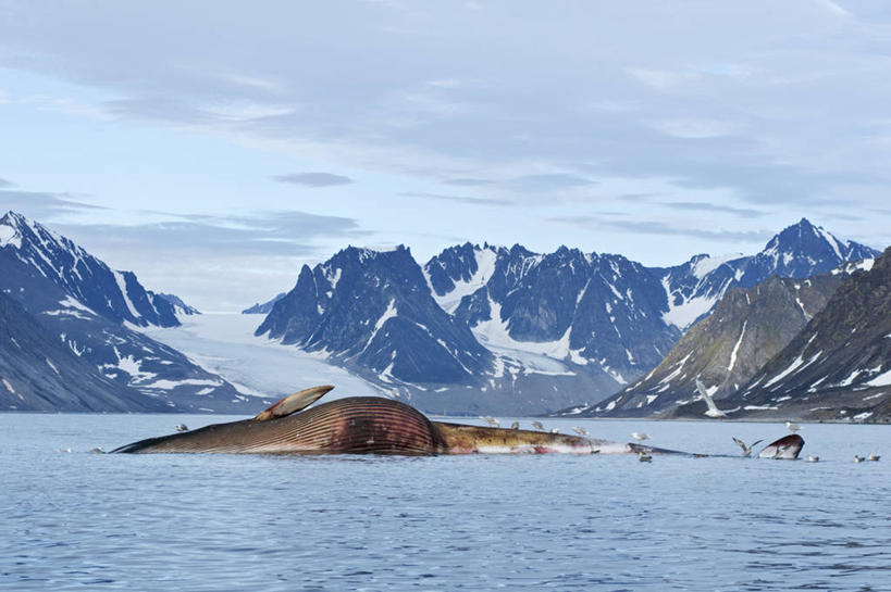 无人,吃,横图,室外,白天,留白,海洋,山,山脉,水,全球变暖,哺乳动物,海鸥,野生动物,挪威,漂浮,鸟类,山顶,自然,动物,摄影,鲸,死亡,生物学,北冰洋,冰河,殒命,灭亡,喂养,斯瓦尔巴德群岛,长须鲸,彩图