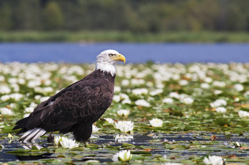 无人,站,横图,室外,白天,侧面,骄傲,水,睡莲,野生动物,美国,鸟类,宏伟,动物,夏天,摄影,白头鹰,美国文化,华盛顿州,西雅图,潘塔纳尔湿地,彩图,华盛顿湖