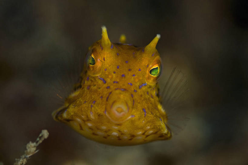 无人,横图,特写,正面,水下,野生动物,印度尼西亚,科学,鱼类,黄色,动物,橙色,摄影,北苏拉威西,箱鲀,彩图