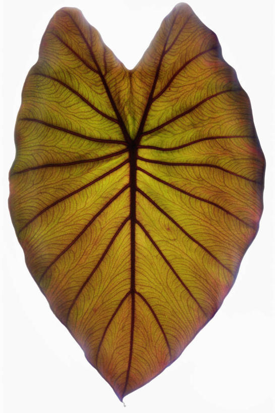 无人,竖图,俯视,特写,白色背景,美景,叶子,科学,景观,芋头,一个,绿色,自然,景色,摄影,单个,生物学,热带气候,清新,自然风光,叶脉,彩图,高角度拍摄,影棚拍摄