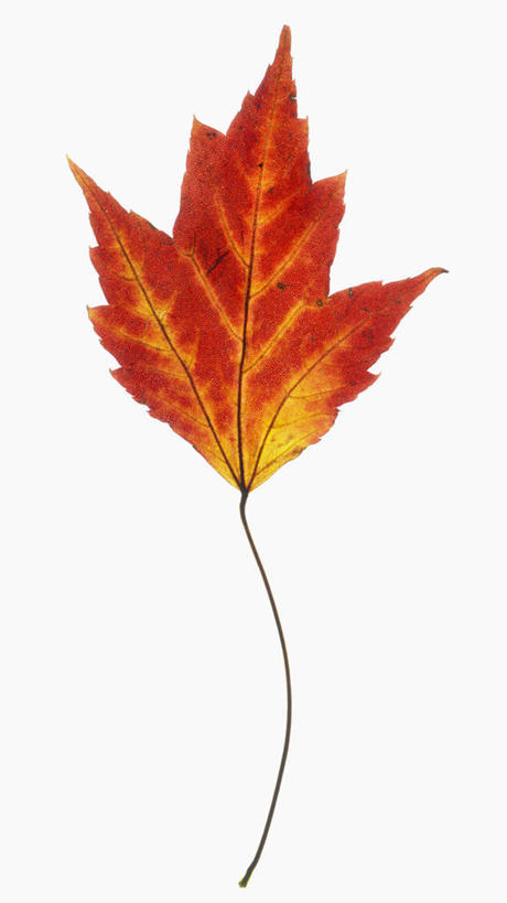 无人,竖图,俯视,特写,白色背景,美景,叶子,科学,景观,一个,红色,自然,景色,摄影,单个,生物学,自然风光,红花槭,秋天,彩图,高角度拍摄,影棚拍摄