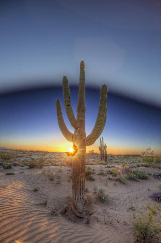 无人,竖图,室外,白天,美景,日落,沙漠,太阳,美国,沙子,景观,沙丘,自然,景色,摄影,亚利桑那,北美,北美洲,自然风光,美洲,亚利桑那州,大峡谷之州,北亚美利加洲,亚美利加洲,皮马县,彩图,卡韦萨普列塔国家野生动物保护区,美利坚合众国,高动态范围成像