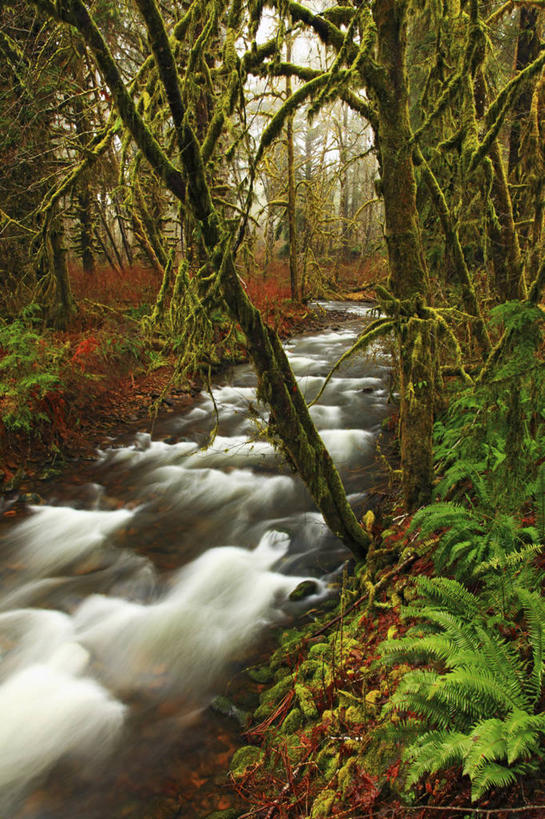 无人,竖图,室外,白天,运动模糊,美国,湿,地形,苔藓,树,小溪,摄影,俄勒冈州,彩图,雨林